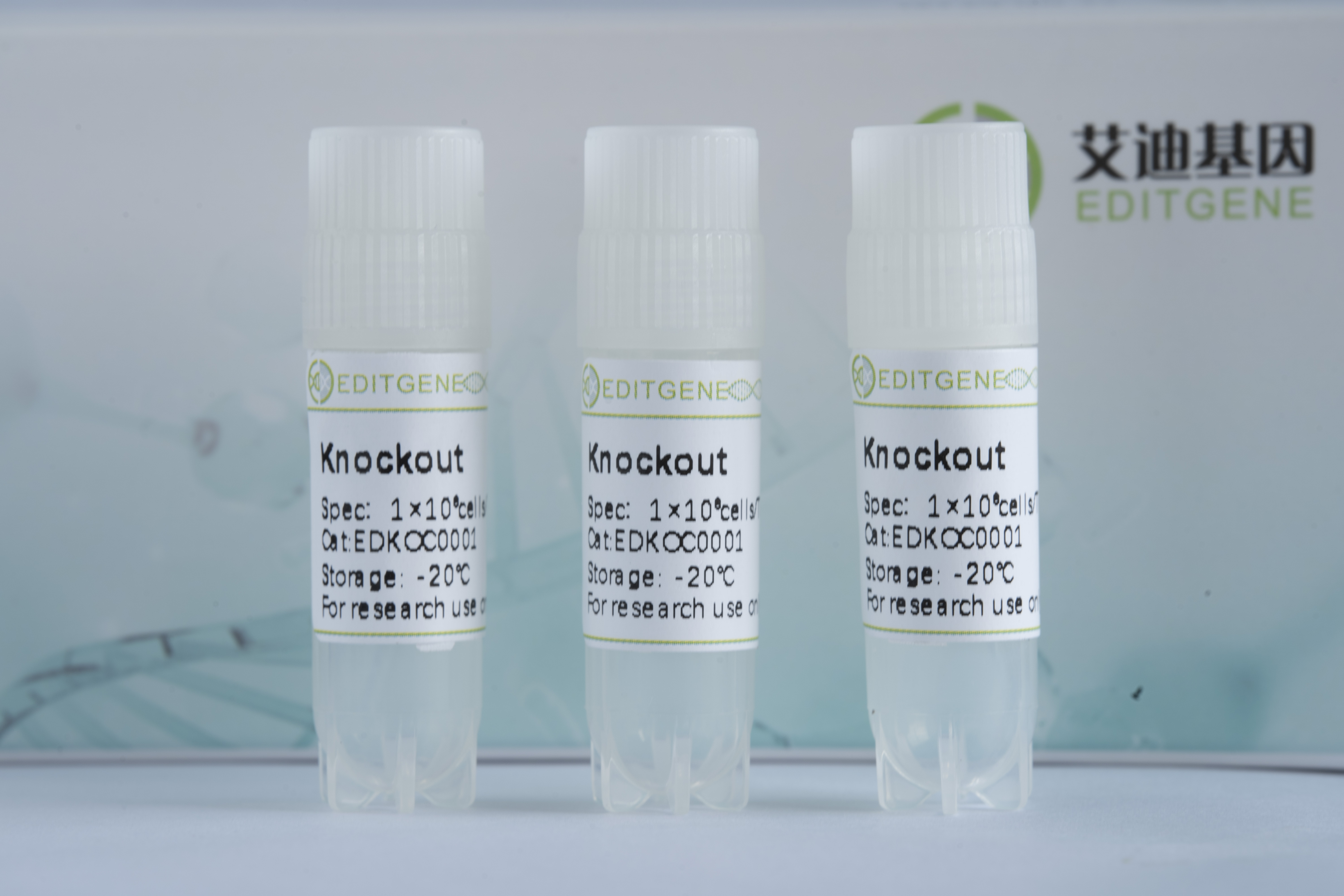 hvcn-1基因敲除细胞(BV2)