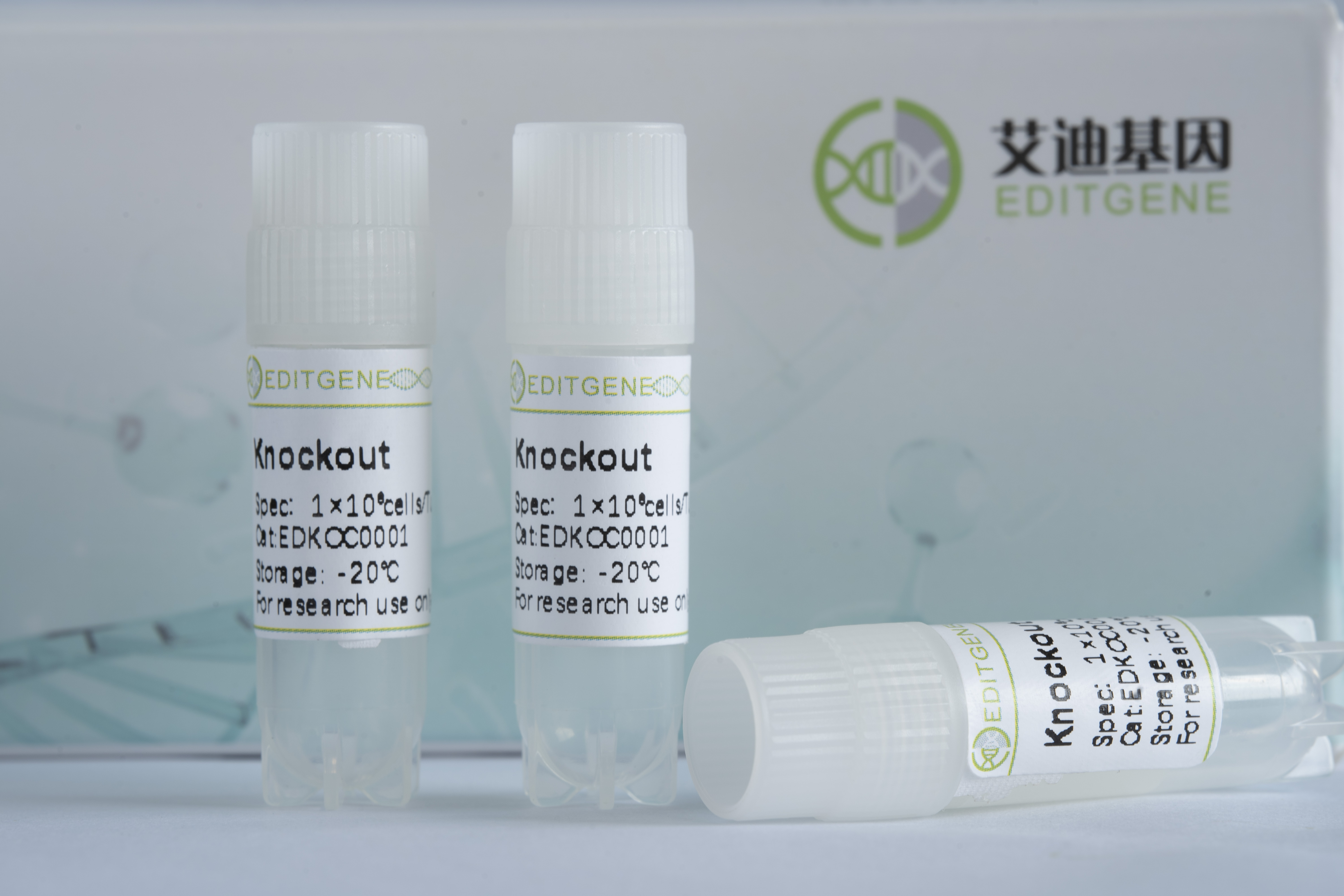 RGR基因敲除细胞(A375)