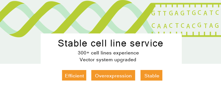 Overexpression cell line