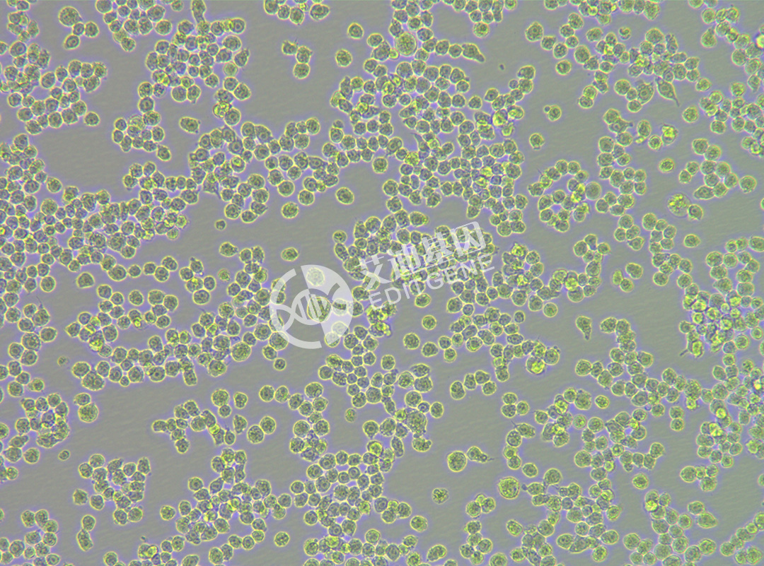 SIRT2 knockout cell line (MH-S)