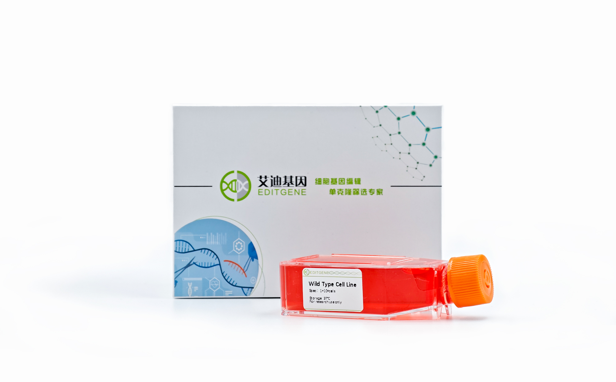 SGC-7911 (Human Gastric Cancer Cell Line)