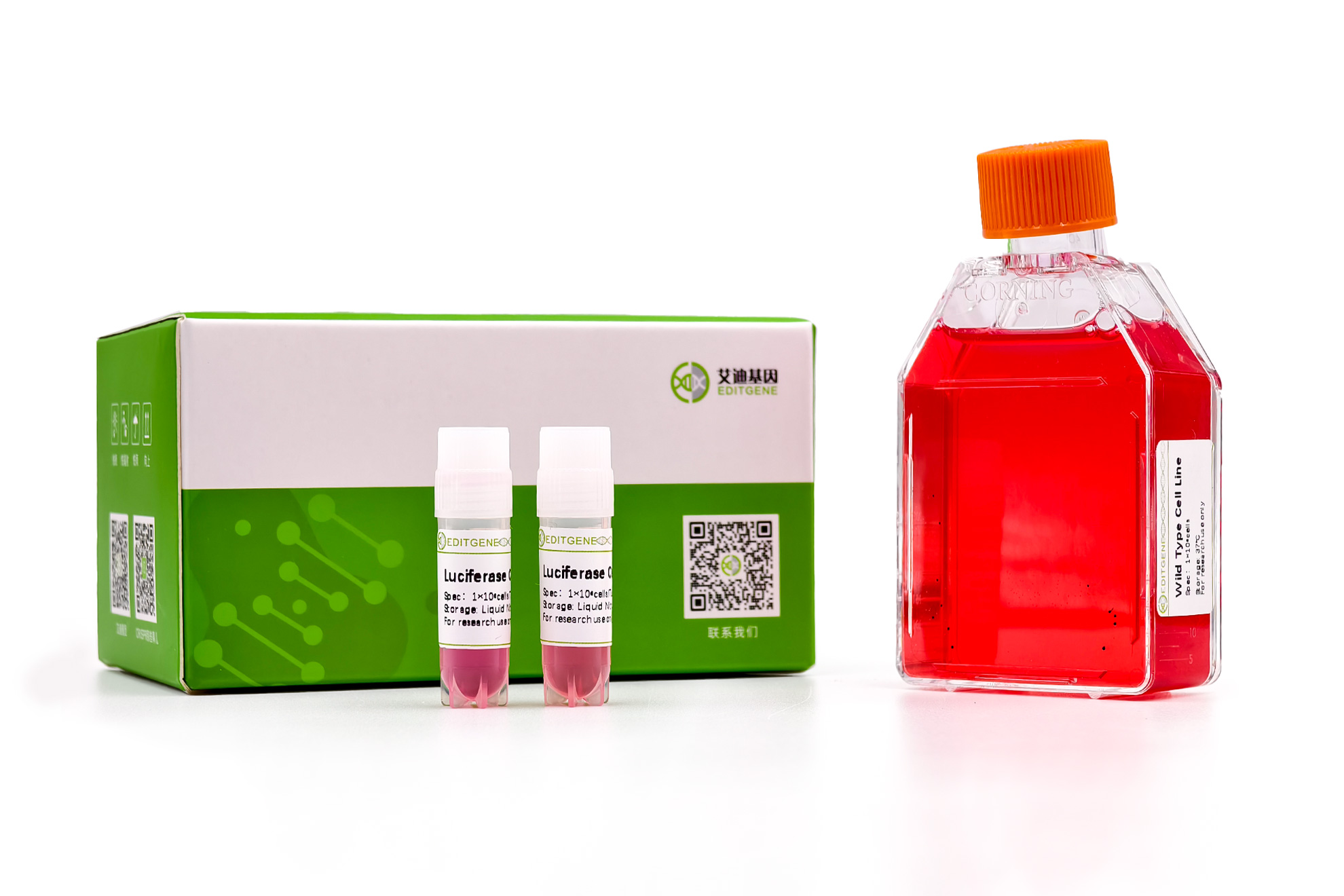 Calu-3-FLUC Cell Line