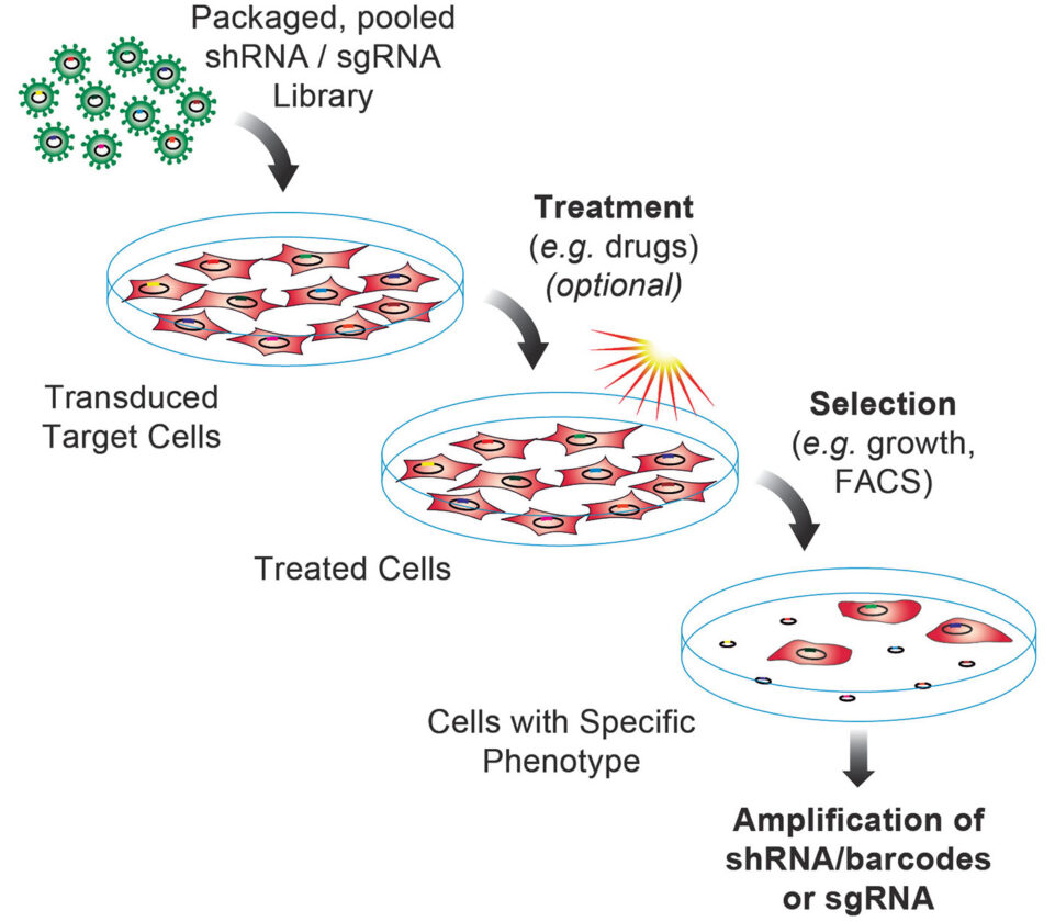 CRISPR library screening procedures