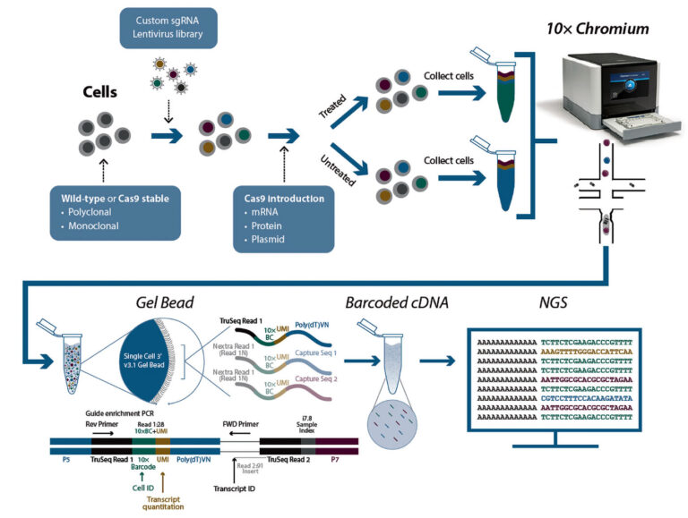 CRISPR screen procedures