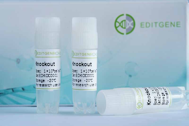 ETDB knockout cell line (HEK 293)