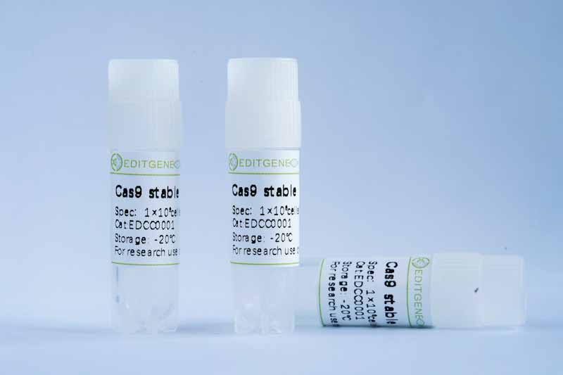 HCT116-Cas9