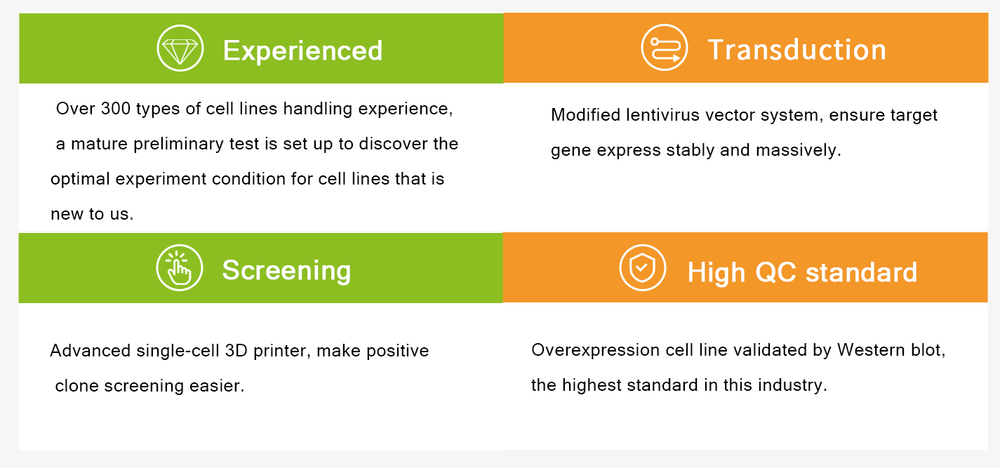 stable cell line service features