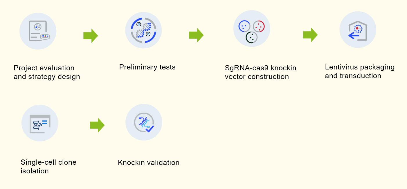 crispr gene knock in workflow